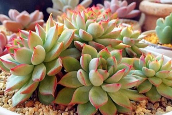 女雛、花月夜、雨和張的區別是什么 女雛澆水方法