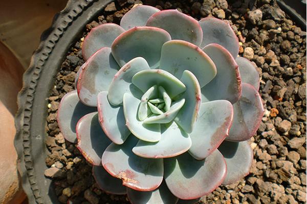 紅粉臺(tái)閣多肉市場(chǎng)價(jià)格多少錢一盆 紅粉臺(tái)閣多肉冬夏養(yǎng)護(hù)技巧