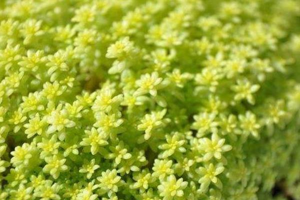 黃金萬年草圖片大全（爆盆） 黃金萬年草多肉特點與簡介