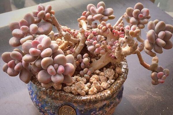 桃之卵、桃蛋、桃美人、艾倫的區別是什么（特點） 桃蛋（桃之卵）的養護法