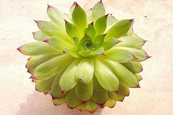 多肉佛座蓮和觀音蓮的區(qū)別是什么（哪個貴） 佛座蓮的繁殖方法