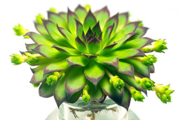 多肉佛座蓮和觀音蓮的區(qū)別是什么（哪個貴） 佛座蓮的繁殖方法