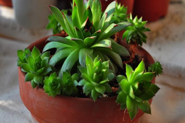 多肉佛座蓮和觀音蓮的區(qū)別是什么（哪個貴） 佛座蓮的繁殖方法