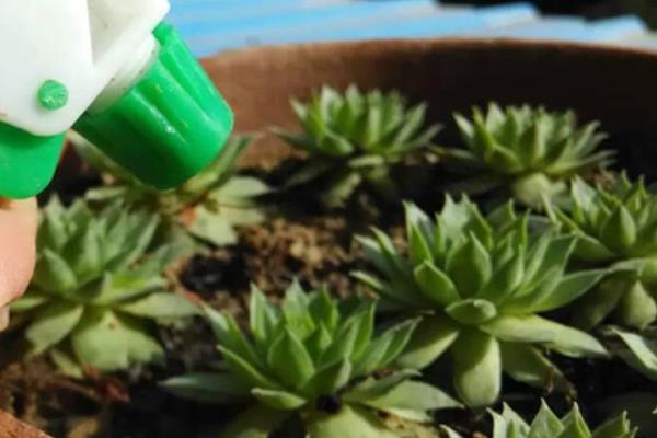 多肉佛座蓮和觀音蓮的區(qū)別是什么（哪個貴） 佛座蓮的繁殖方法