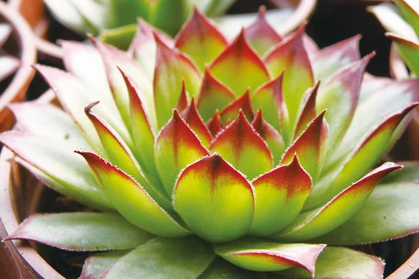 多肉佛座蓮和觀音蓮的區(qū)別是什么（哪個貴） 佛座蓮的繁殖方法