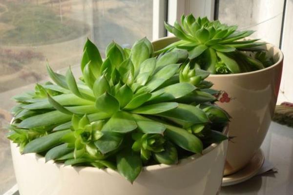 多肉佛座蓮和觀音蓮的區(qū)別是什么（哪個貴） 佛座蓮的繁殖方法