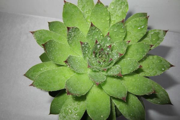 佛座蓮多肉開花嗎 佛座蓮養(yǎng)殖方法與注意事項