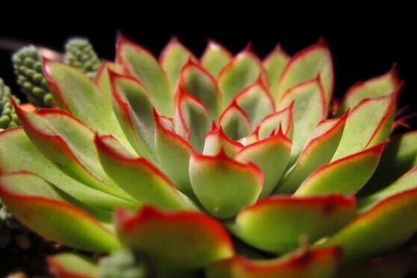 女雛、花月夜、雨和張的區別是什么 女雛澆水方法