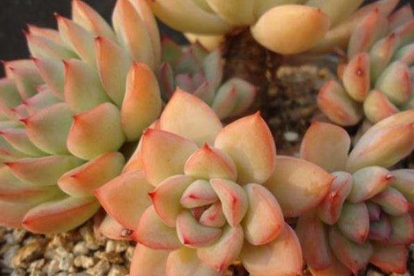 女雛、花月夜、雨和張的區別是什么 女雛澆水方法