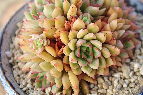 女雛、花月夜、雨和張的區別是什么 女雛澆水方法