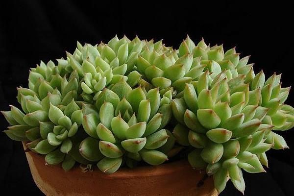 女雛、花月夜、雨和張的區別是什么 女雛澆水方法