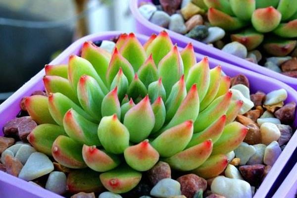 女雛、花月夜、雨和張的區別是什么 女雛澆水方法