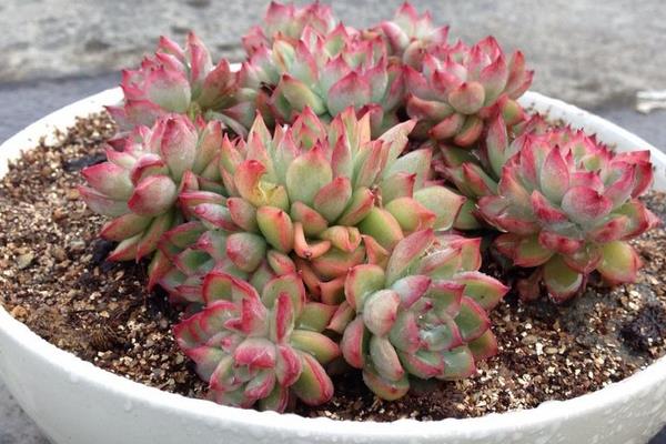 女雛、花月夜、雨和張的區別是什么 女雛澆水方法