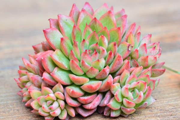 女雛多肉幾天澆一次水 女雛爛葉掉葉怎么辦