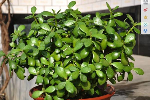 玉樹圖片大全（造型） 多肉植物玉樹特點及簡介