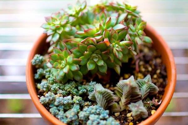 多肉植物女雛的繁殖方法（葉插方法） 女雛的養殖方法