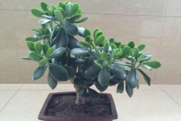 玉樹掉葉子怎么辦（葉子發黃、發軟） 玉樹施肥方式