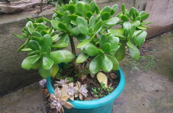 玉樹掉葉子怎么辦（葉子發黃、發軟） 玉樹施肥方式