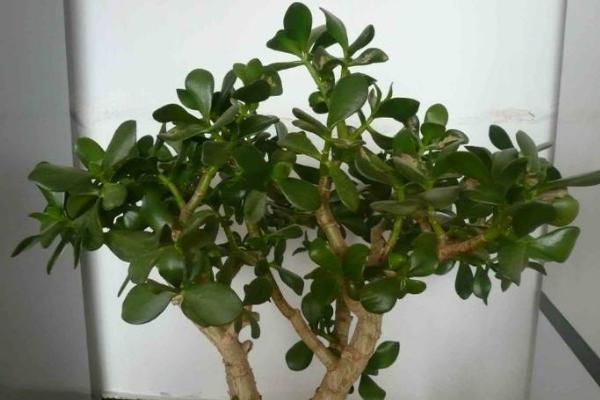 玉樹掉葉子怎么辦（葉子發黃、發軟） 玉樹施肥方式