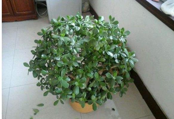 玉樹掉葉子怎么辦（葉子發黃、發軟） 玉樹施肥方式