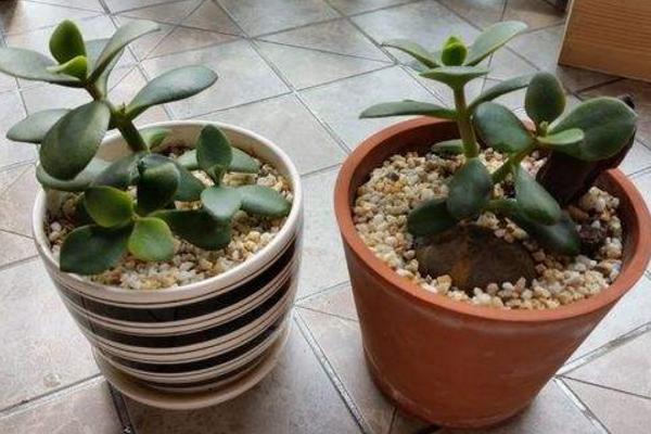 玉樹掉葉子怎么辦（葉子發黃、發軟） 玉樹施肥方式