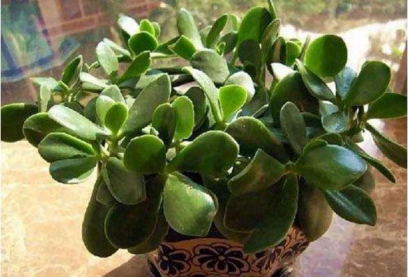 玉樹掉葉子怎么辦（葉子發黃、發軟） 玉樹施肥方式