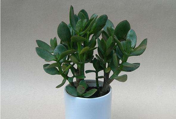 玉樹掉葉子怎么辦（葉子發黃、發軟） 玉樹施肥方式