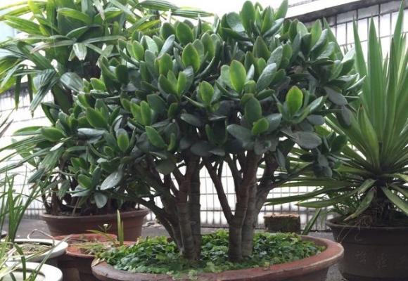 玉樹掉葉子怎么辦（葉子發黃、發軟） 玉樹施肥方式