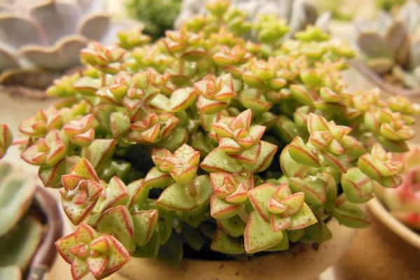 小米星怎么養 小米星多肉徒長怎么辦