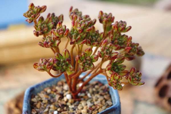 小人祭多肉圖片大全（老樁） 小人祭名字有什么含義