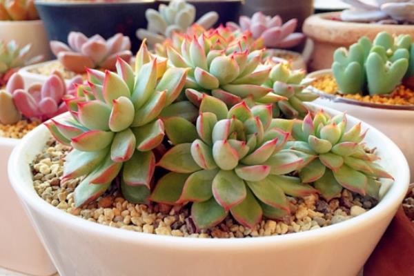 女雛多肉幾天澆一次水 女雛爛葉掉葉怎么辦