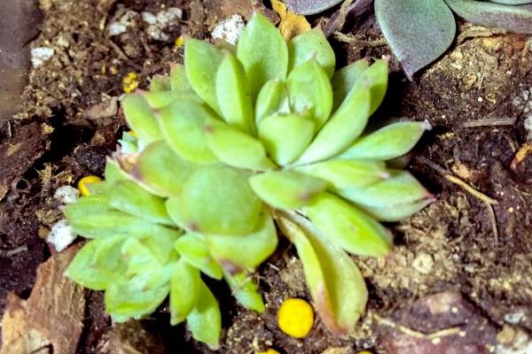 女雛多肉幾天澆一次水 女雛爛葉掉葉怎么辦