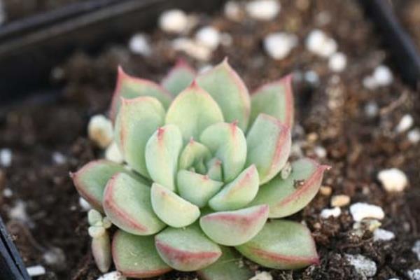 女雛多肉幾天澆一次水 女雛爛葉掉葉怎么辦