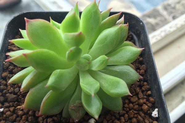 女雛多肉幾天澆一次水 女雛爛葉掉葉怎么辦