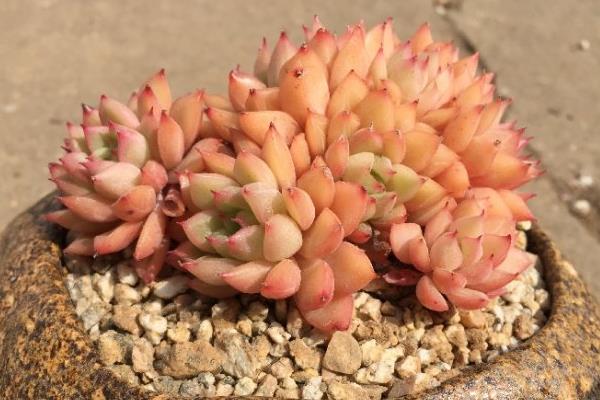 女雛多肉幾天澆一次水 女雛爛葉掉葉怎么辦