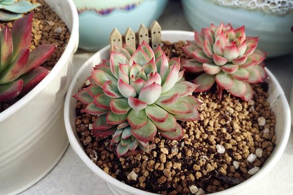 多肉植物女雛的繁殖方法(葉插方法) 女雛的養殖方法