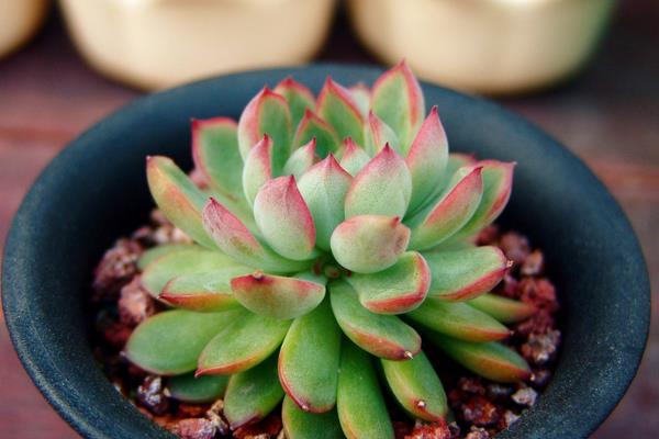 多肉植物女雛的繁殖方法(葉插方法) 女雛的養殖方法