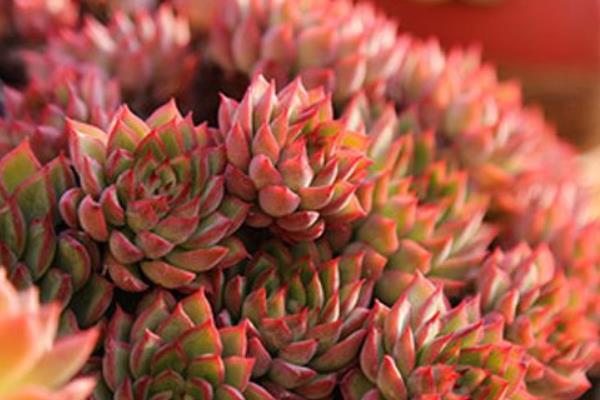 多肉植物女雛的繁殖方法(葉插方法) 女雛的養殖方法