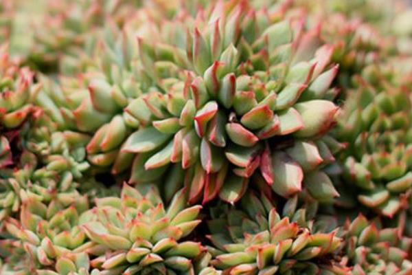 多肉植物女雛的繁殖方法(葉插方法) 女雛的養殖方法