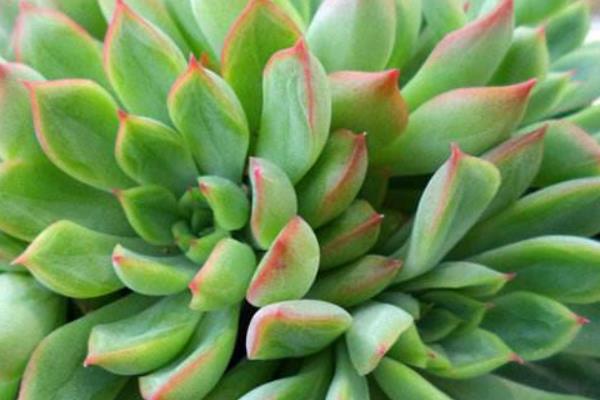 多肉植物女雛的繁殖方法(葉插方法) 女雛的養殖方法