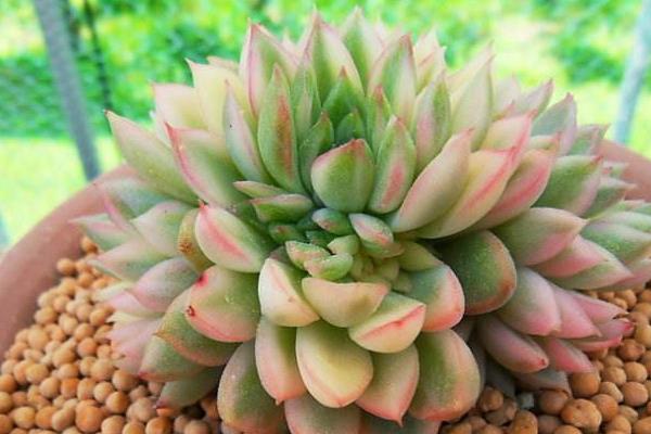 多肉植物女雛的繁殖方法(葉插方法) 女雛的養殖方法