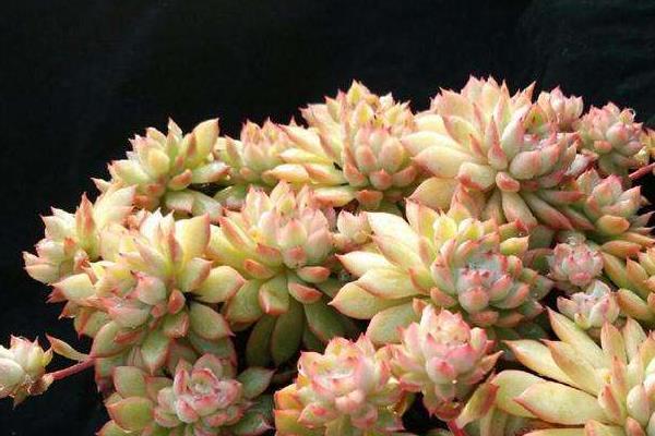 女雛多肉圖片大全（老樁） 女雛特點與簡介