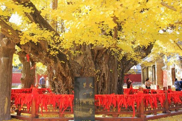 天下第一銀杏樹的圖片大全及介紹 銀杏樹的保護價值