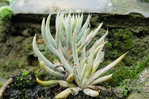 瓦松多肉怎么養(yǎng) 瓦松怎么繁殖