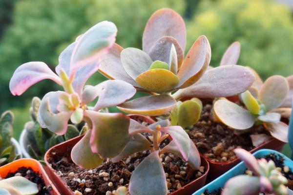 多肉植物唐印圖片大全（含老樁） 唐印多肉特點與簡介