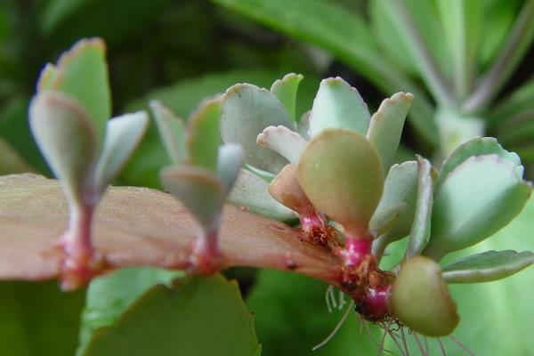 落地生根圖片大全（含開花） 落地生根品種大全