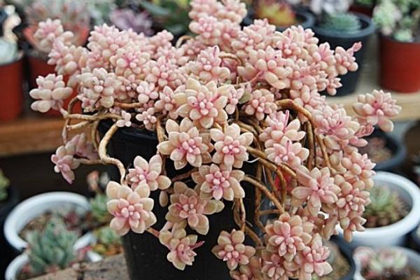 多肉姬秋麗怎么養(yǎng)才能爆盆?姬秋麗扦插繁殖方法