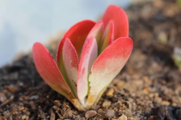 多肉植物唐印圖片大全(含老樁) 唐印多肉特點與簡介