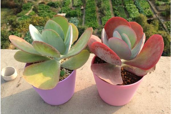 多肉植物唐印圖片大全(含老樁) 唐印多肉特點與簡介