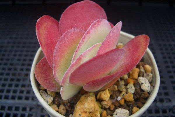 多肉植物唐印圖片大全(含老樁) 唐印多肉特點與簡介